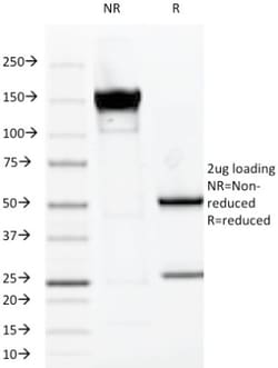 MUC1 Antibody (VU-2G7), Novus Biologicals:Antibodies:Primary Antibodies